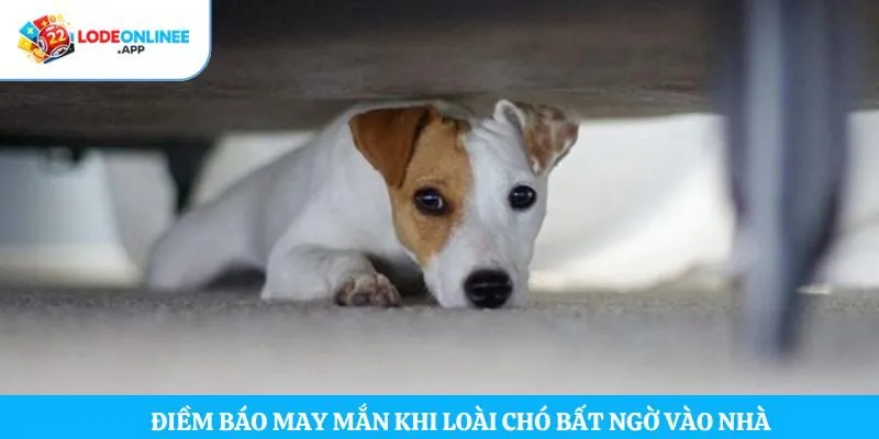 Điềm báo may mắn khi loài chó bất ngờ vào nhà