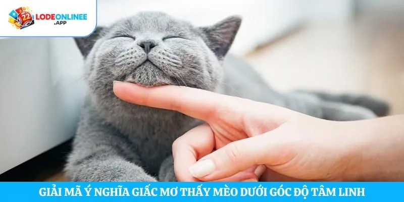 Giải mã ý nghĩa giấc mơ thấy mèo dưới góc độ tâm linh