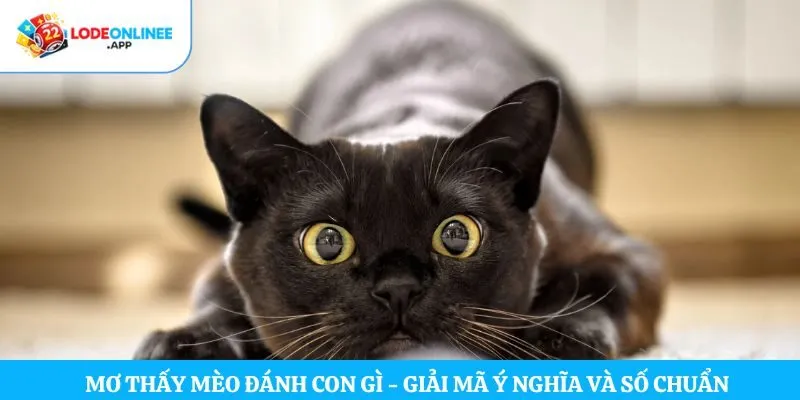 Mơ thấy mèo đánh con gì